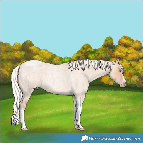 Horse Color:Silver Classic Champagne Roan Tobiano Frame 
