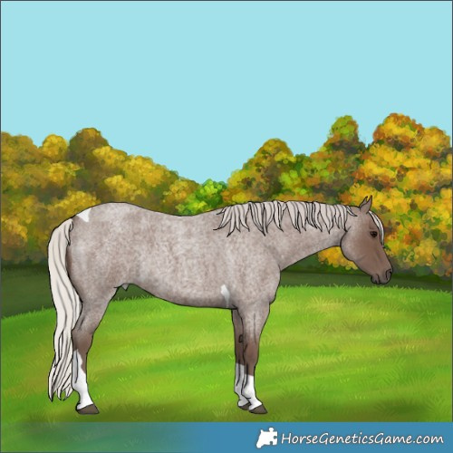 Horse Color:Silver Blue Roan Tobiano Rabicano 