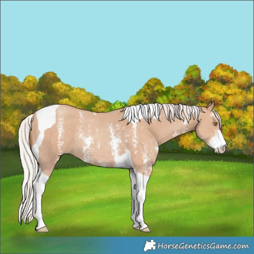 Horse Color:Silver Classic Champagne Sabino Tobiano Rabicano 