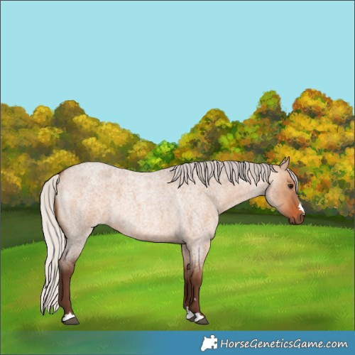 Horse Color:Silver Bay Roan Dun 
