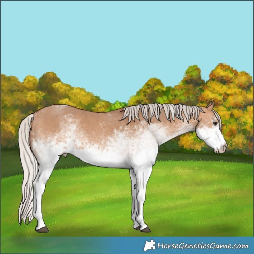 Horse Color:White Spotted Silver Bay Dun Tobiano Rabicano 