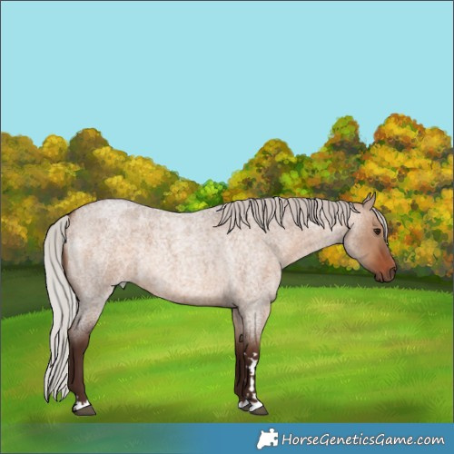 Horse Color:Silver Brown Roan Dun 
