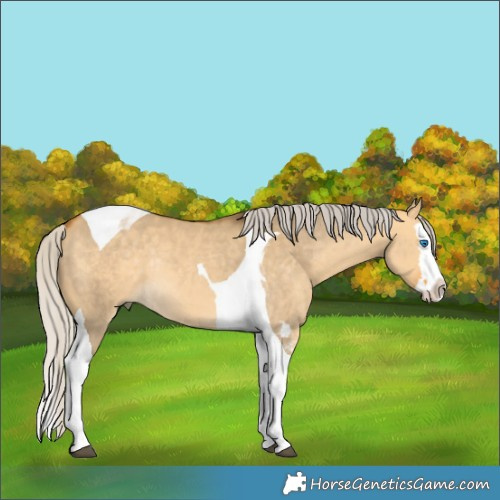 Horse Color:Silver Buckskin Dun Splash Tobiano Rabicano 