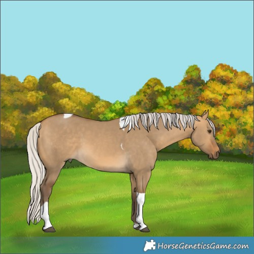 Horse Color:Silver Buckskin Dun Tobiano Rabicano 