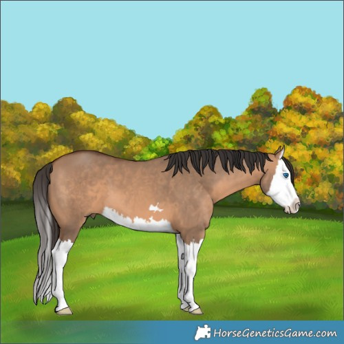Horse Color:Bay Dun Splash 