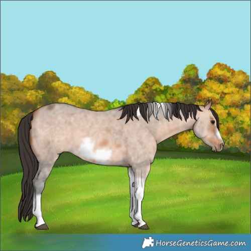 Horse Color:Bay Dun Sabino Tobiano Frame 