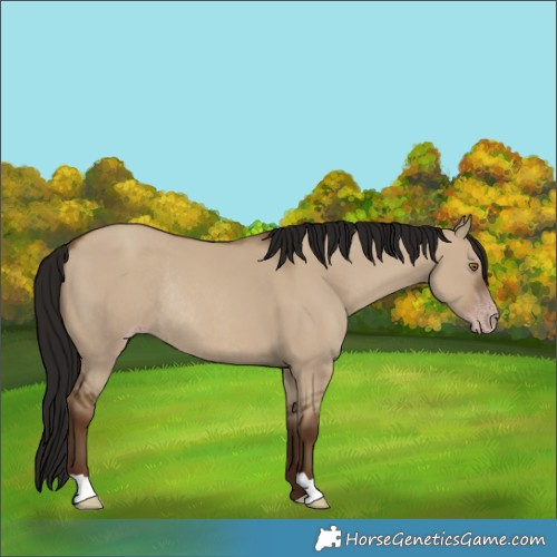 Horse Color:Gray Classic Champagne Dun Rabicano 