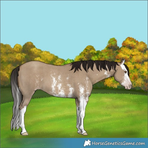 Horse Color:Gray Classic Champagne Dun Sabino Splash 