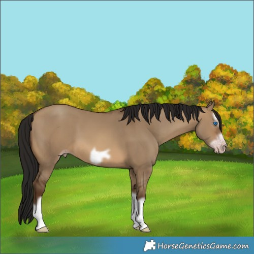 Horse Color:Gray Sable Champagne Dun Splash Frame 