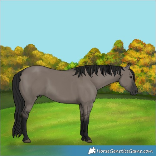 Horse Color:Gray Grullo Rabicano 