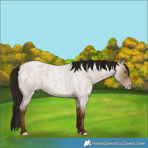 Horse Color:Gray Classic Champagne Roan Dun 
