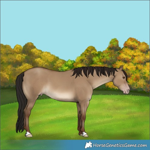 Horse Color:Gray Classic Champagne Dun 