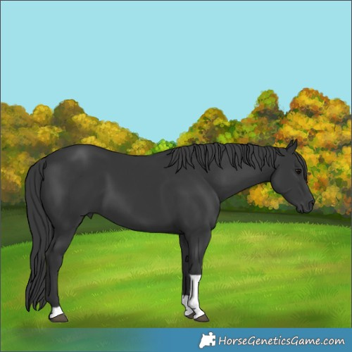 Horse Color:Black Tobiano Rabicano 
