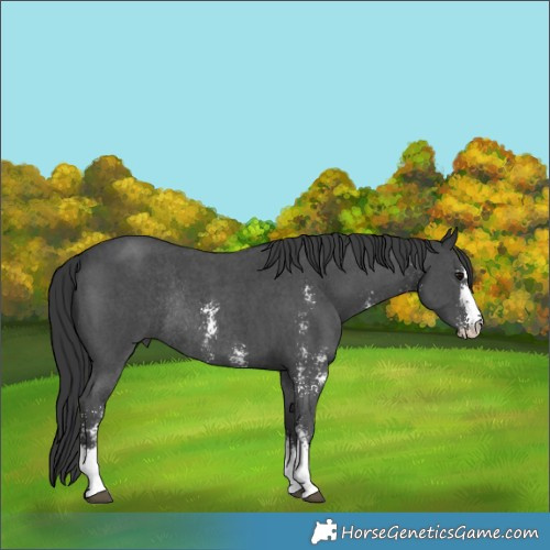 Horse Color:Black Sabino Rabicano 