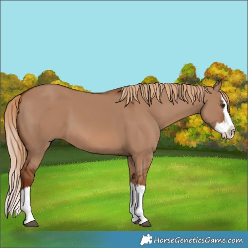 Horse Color:Red Dun Splash