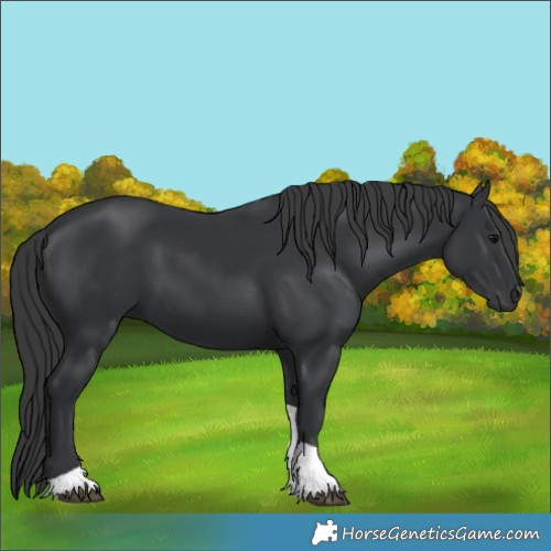 Horse Color:Black Tobiano