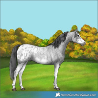 Horse Color:White Spotted Blue Roan Splash Frame Appaloosa 