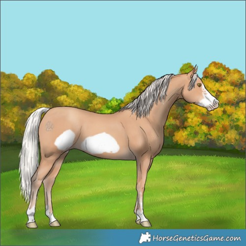 Horse Color:Silver Amber Champagne Frame 
