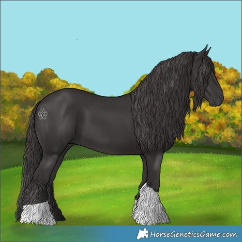 Horse Color:Smoky Black Tobiano 