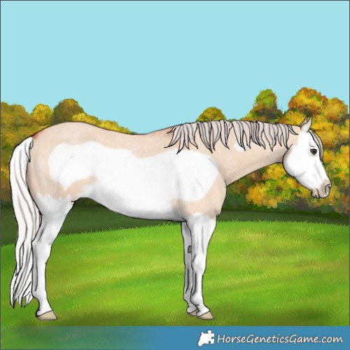 Horse Color:Silver Bay Roan Dun Splash Frame 
