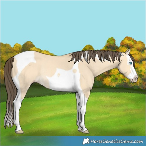 Horse Color:Amber Cream Champagne Dun Splash Tobiano Rabicano 