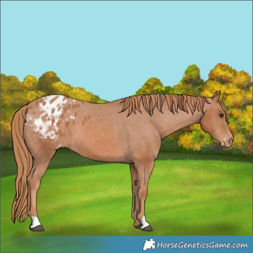 Horse Color:Chestnut Appaloosa 