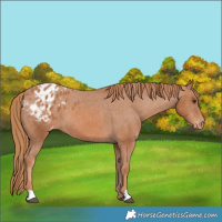 Horse Color:Chestnut Appaloosa 