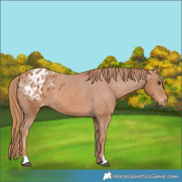 Horse Color:Chestnut Appaloosa 
