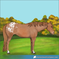 Horse Color:Chestnut Appaloosa 