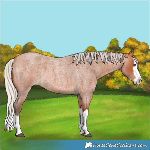 Horse Color:Silver Bay Roan Splash Rabicano 