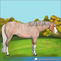 Horse Color:Silver Bay Roan Splash Rabicano 