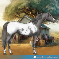 Horse Color:Smoky Black Appaloosa 