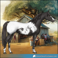 Horse Color:Smoky Black Snowcap 