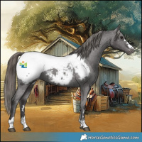 Horse Color:Smoky Black Appaloosa 