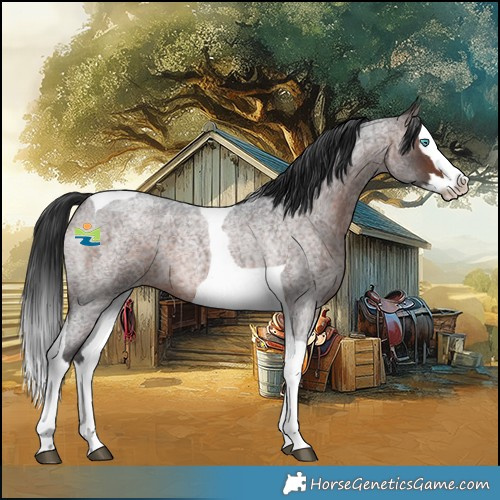 Horse Color:Brown Roan Splash Tobiano 