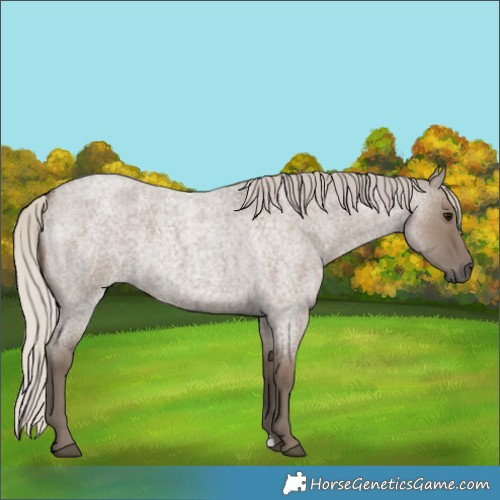 Horse Color:Silver Grullo Roan 