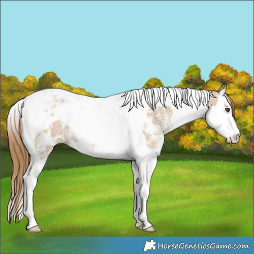 Horse Color:Grullo Pearl Sabino Splash Tobiano 
