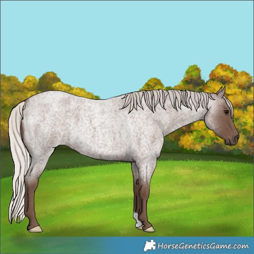 Horse Color:Silver Blue Roan 