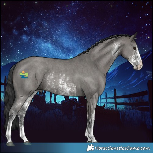 Horse Color:Grullo Sabino Rabicano 