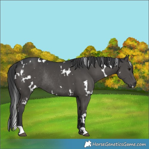 Horse Color:White Spotted Black Rabicano 