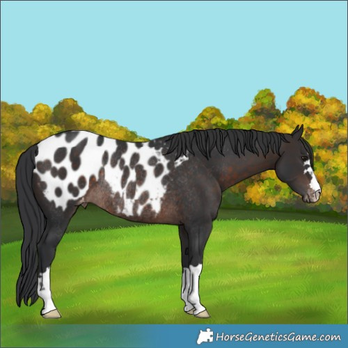 Horse Color:Brown Mushroom Appaloosa Rabicano 