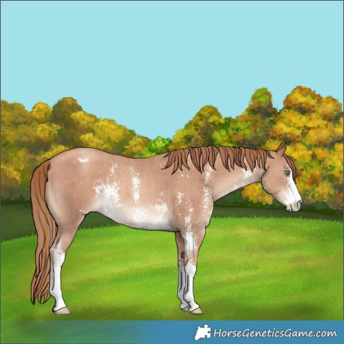 Horse Color:Gold Champagne Sabino Appaloosa Rabicano 