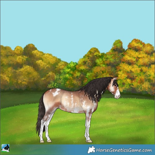 Horse Color:Bay Onyx Sabino Appaloosa Rabicano 