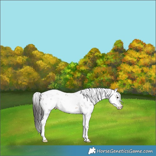 Horse Color:Brown Sabino Appaloosa Rabicano 