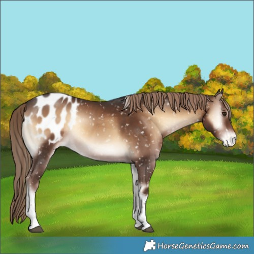 Horse Color:Liver Red Onyx Tobiano Appaloosa 