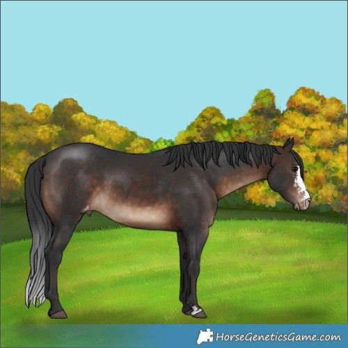 Horse Color:Brown Sabino Appaloosa 