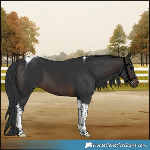 Horse Color:Brown Tobiano 