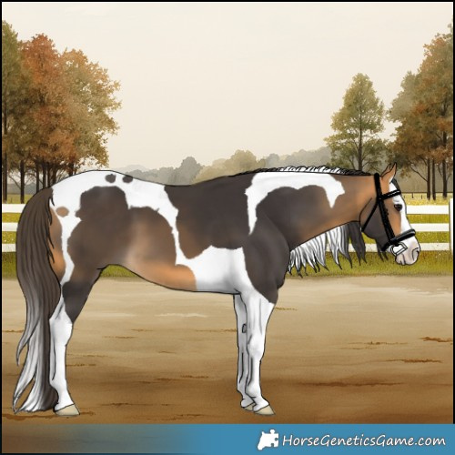 Horse Color:Buckskin Splash Tobiano 