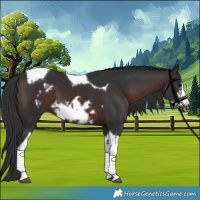 Horse Color:Brown Sabino Tobiano Frame 