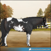 Horse Color:Brown Sabino Tobiano Frame 